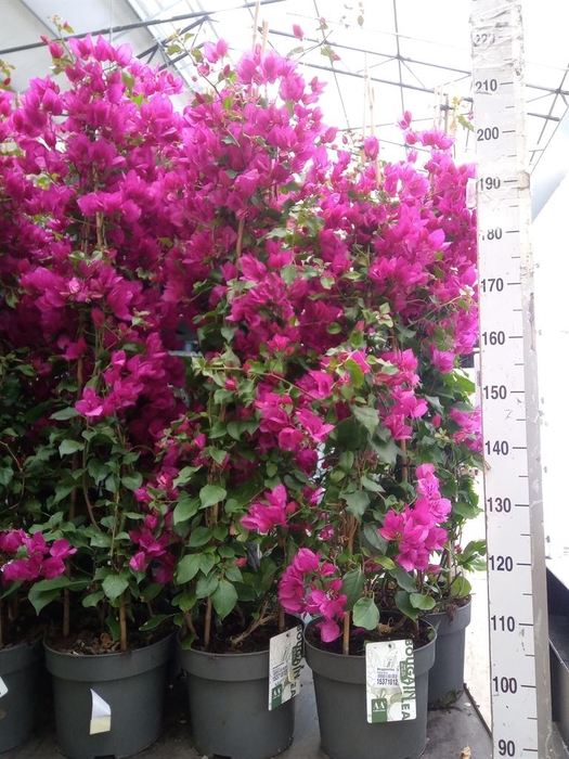 <h4>Bougainvillea  'Sanderiana'</h4>