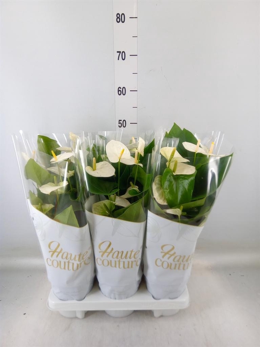 <h4>Anthurium andr. 'Cocos'</h4>