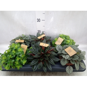 Peperomia   ...mix