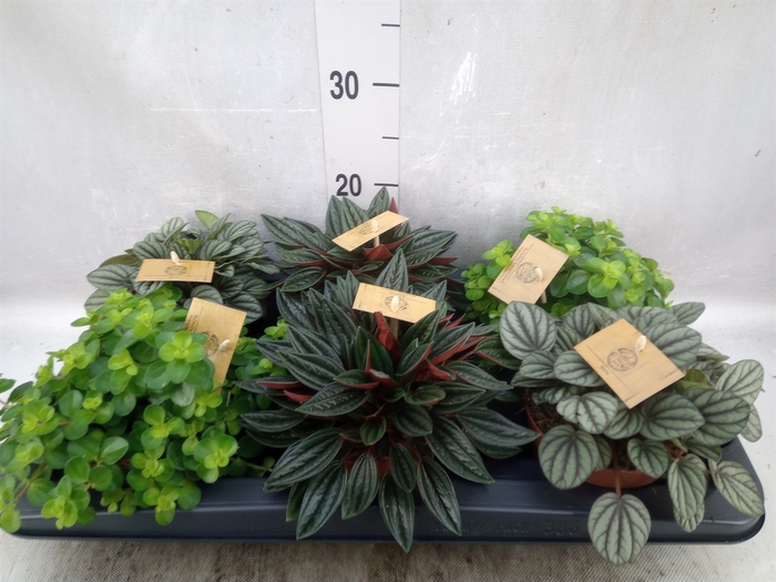 <h4>Peperomia   ...mix</h4>