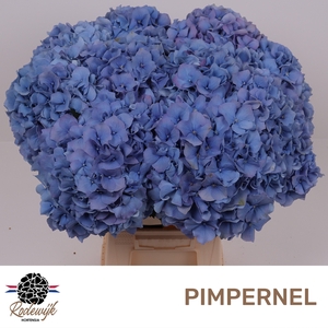 HYDR M CH PIMPERNEL