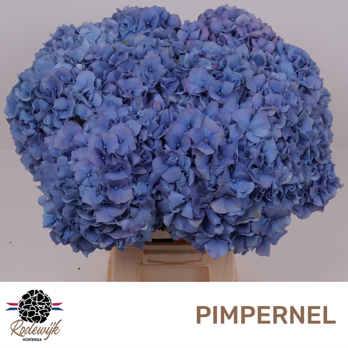<h4>HYDR M CH PIMPERNEL</h4>