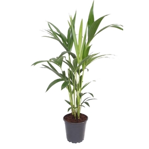 Howea Forsteriana 70 cm