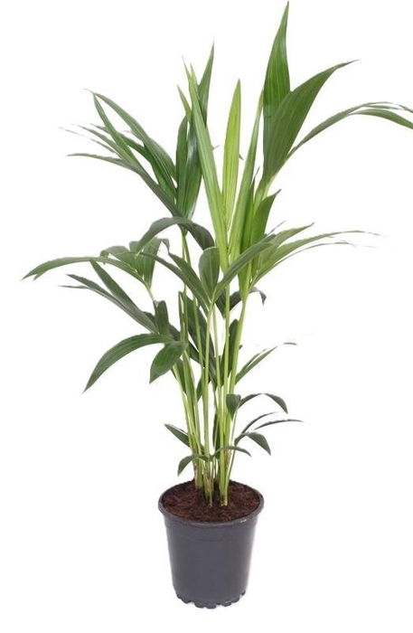 <h4>Howea Forsteriana 70 cm</h4>