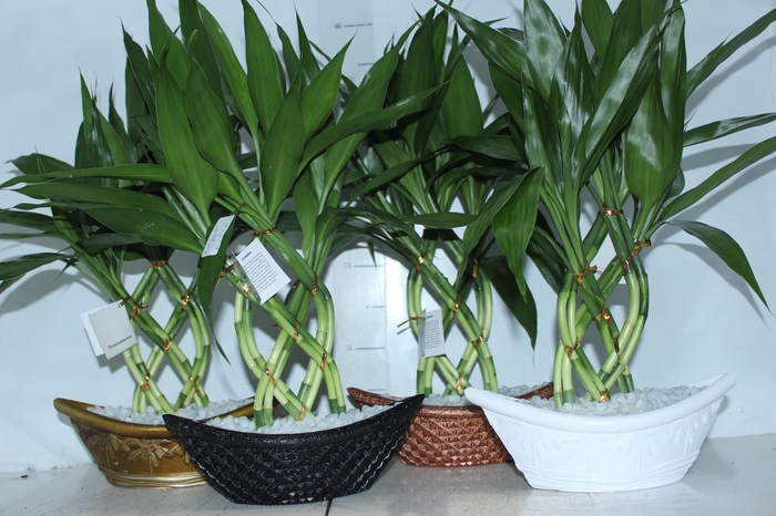 <h4>BAMBU BARCA P</h4>