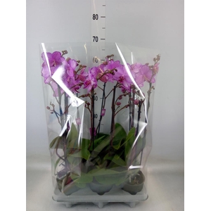 Phalaenopsis   ...