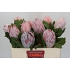 Protea Cynaroides