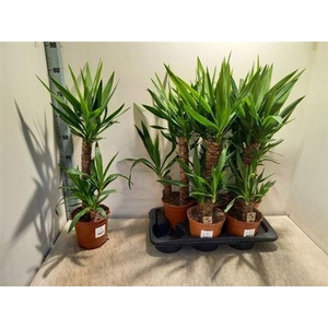 Yucca 45-20 Cm