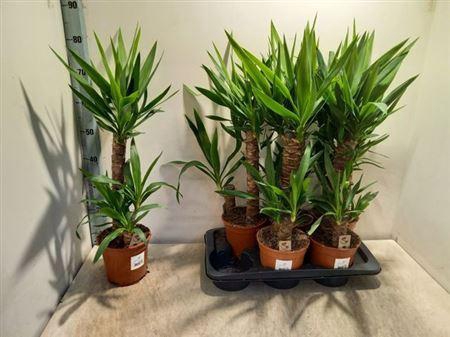 <h4>Yucca 45-20 Cm</h4>