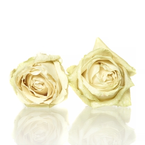 Rose Avalanche cream 5-5,5cm