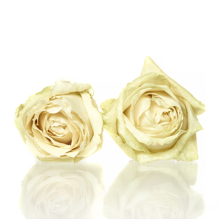 <h4>Rose Avalanche cream 5,5-6cm</h4>