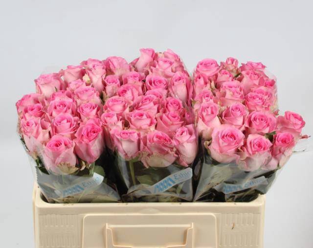 <h4>R GR REVIVAL</h4>