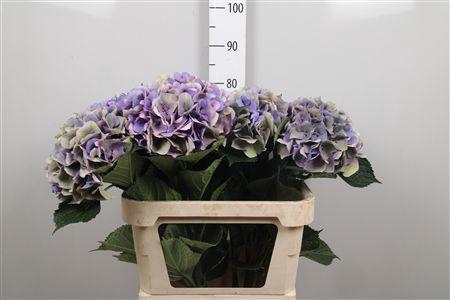 <h4>Hydr Cl M Royal Love</h4>