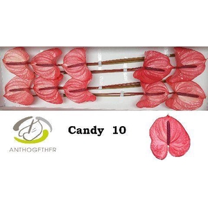 Anth A Candy 15 cm X10 Spek Flowers