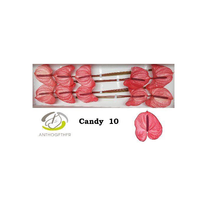 <h4>Anth A Candy</h4>