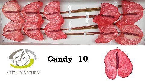 <h4>Anth A Candy 15 cm X10 Spek Flowers</h4>