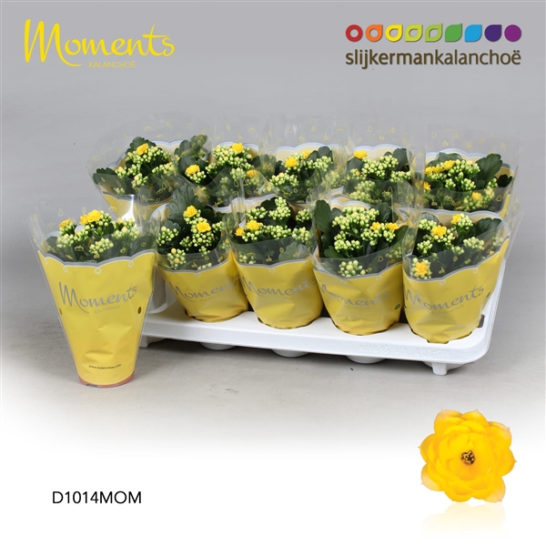 <h4>Kalanchoe Moments - Yellow</h4>