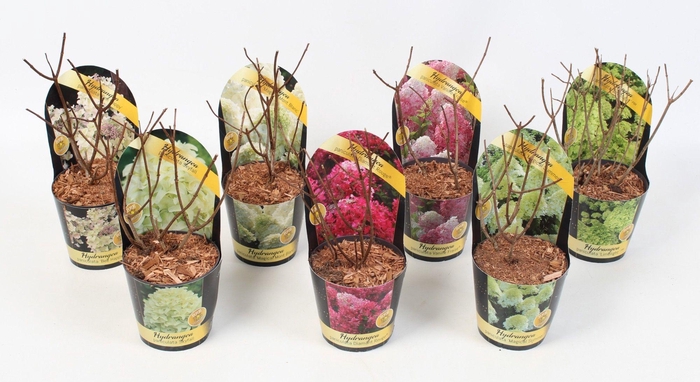 <h4>Hydrangea Paniculata 'Mix' 12 cm in potcover 'Classic- line'</h4>