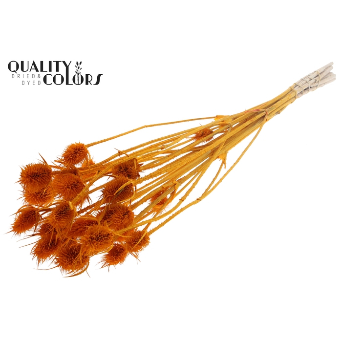 <h4>Cardi Distel Bleached 10pc/bunch 55cm Apricot</h4>