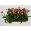 Paeonia Sarah Bernhardt
