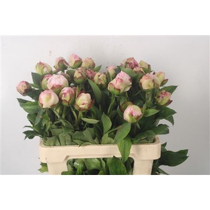 Paeo L Gardenia
