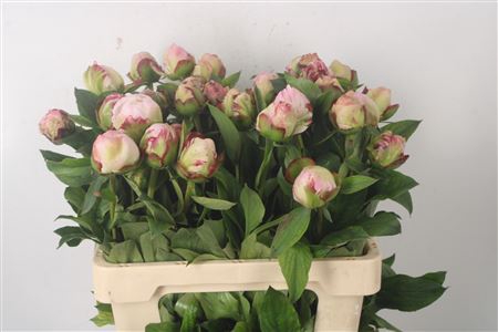 <h4>Paeo L Gardenia</h4>