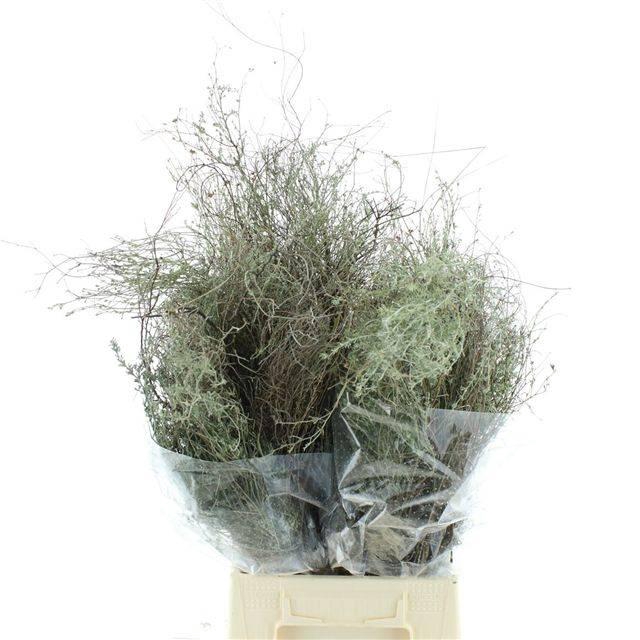 <h4>DECOGROEN OV BS</h4>