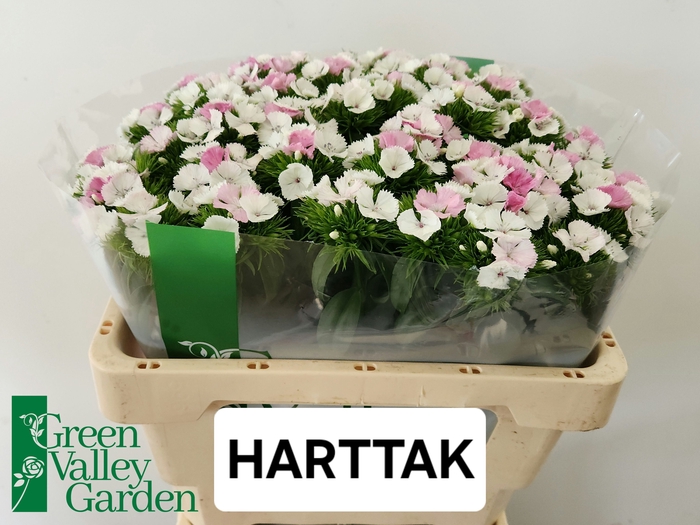 <h4>DI BARB WILL PI MAGI</h4>