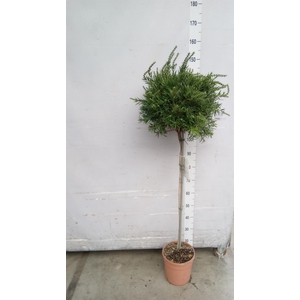 Callistemon citrinus 'Splendens'