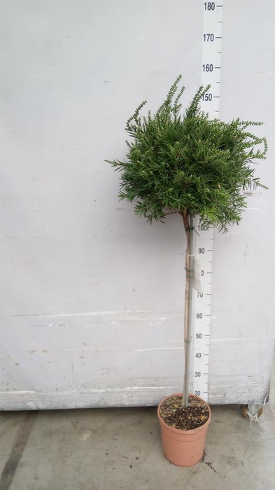 <h4>Callistemon citrinus 'Splendens'</h4>