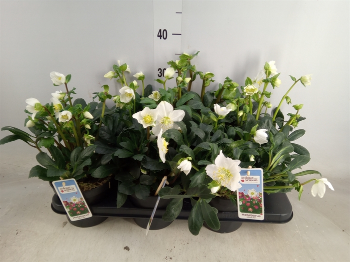 <h4>Helleborus niger 'Advent Star'</h4>