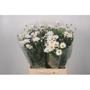 Margriet White Per Stem X25