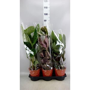 Calathea   ...mix