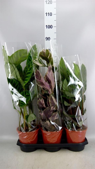 <h4>Calathea   ...mix</h4>