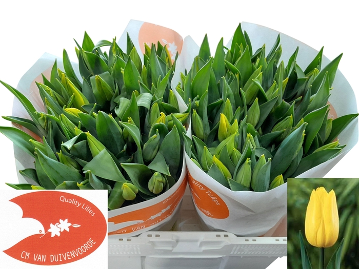 <h4>TU EN STRONG GOLD</h4>