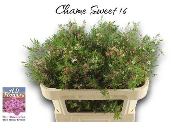 <h4>CHAME MY SWEET 16</h4>
