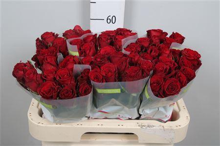 <h4>R Gr Red Bentley</h4>