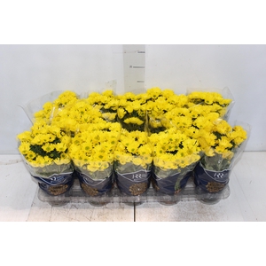 CRISANTEMO MINI P11 AMARELO