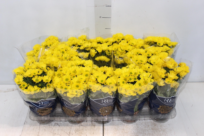 <h4>CRISANTEMO MINI P11 AMARELO</h4>