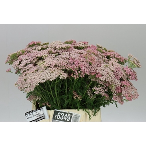 Achillea Pink Lady