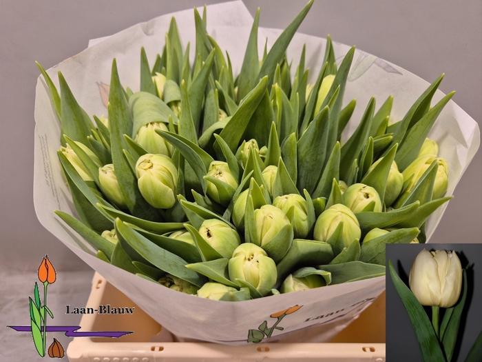 <h4>TU DU VERONA</h4>