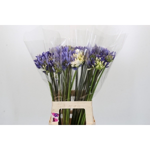 Agapanthus Mix