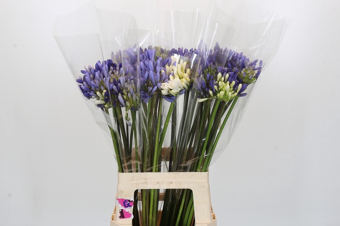 <h4>Agapanthus Mix</h4>