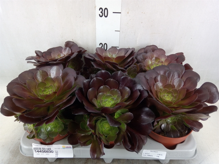 <h4>Aeonium arboreum 'Velours'</h4>