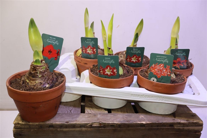 <h4>Hipp Gem 4 Srt In Terra Cotta</h4>