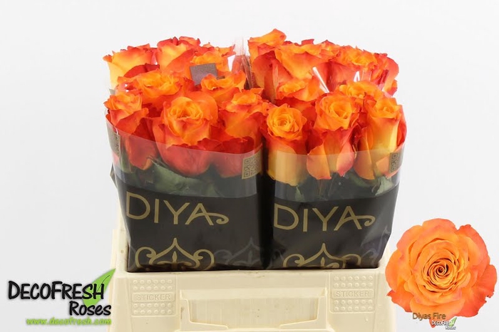 <h4>R Gr Diyas Fire Diya</h4>