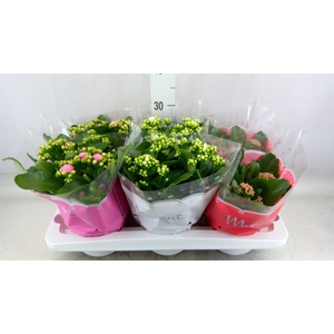 Kalanchoe blos.   ..rosebud mix  3