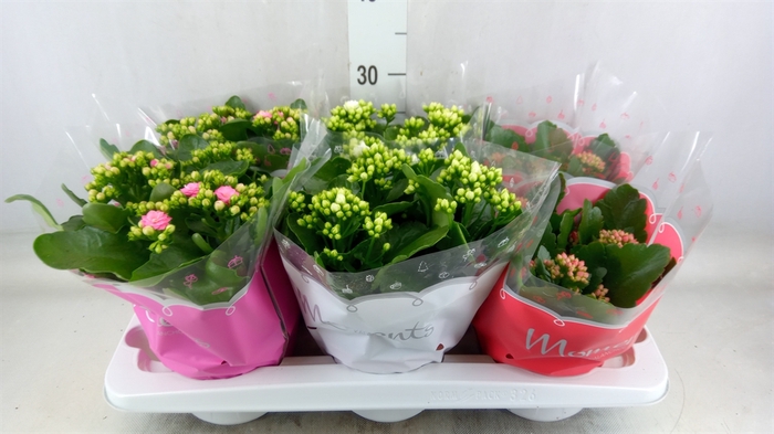 <h4>Kalanchoe blos.   ..rosebud mix  3</h4>