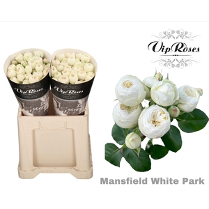 R TR MANSFIELD WHITE PARK 577