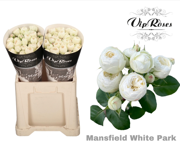 <h4>R TR MANSFIELD WHITE PARK 577</h4>